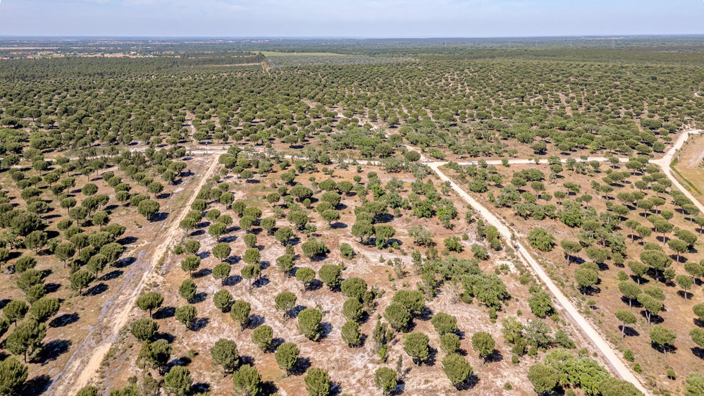 Land with approved PIP in Benavente, Santarém 3998186460