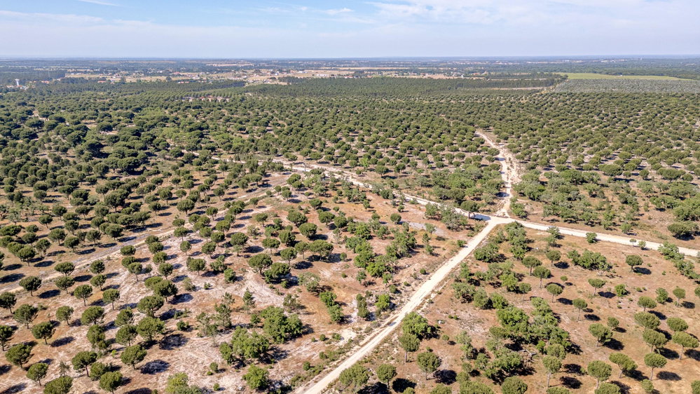 Land with approved PIP in Benavente, Santarém 3998186460
