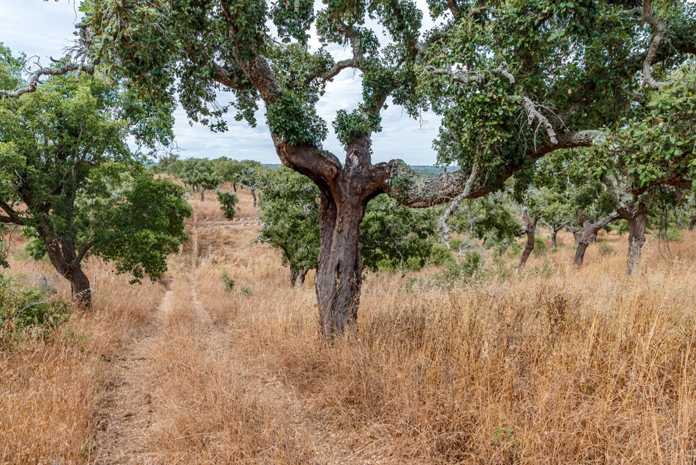 Estate with 52 hectares in the Santiago do Cacém area.