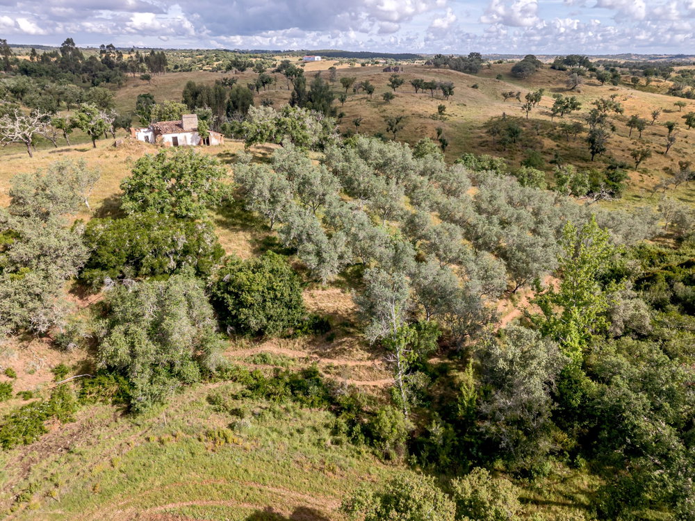 Land with 4 hectares in the Grândola Mountains, Santiago do Cacém