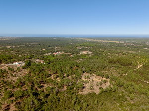Land in the hills of Melides, Vale Figuera, Comporta