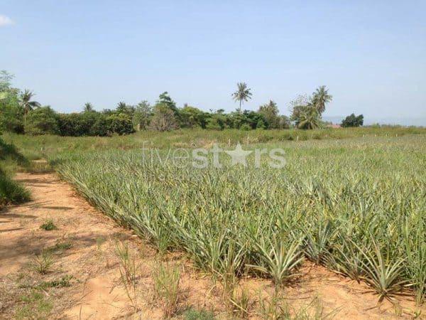 3.5 Rai Of Lovely Land, Nr Main Road With Great Views. 4257860528