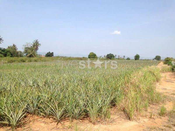 3.5 Rai Of Lovely Land, Nr Main Road With Great Views. 4257860528