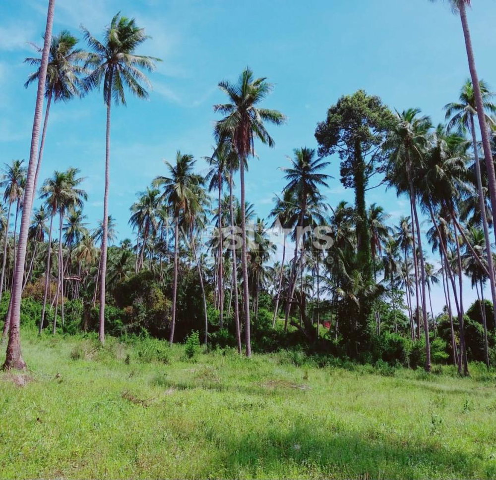 FOR SALE – FLAT LAND BANG KAO KOH SAMUI ( 21 RAI ) 3381960357