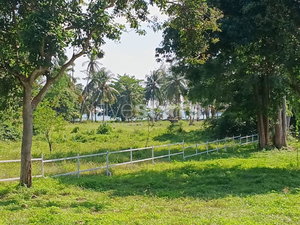 Flat Land for Sale Near the Beach – Laem Set, Koh Samui( 2,140 sqm.) 1596903491