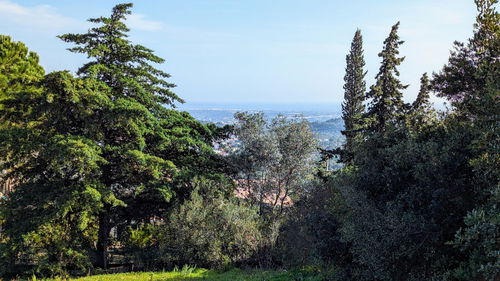 Seaview Plot with 500m2 construction potential in prestigious Quinta das Raposeiras (Santa Barbara de Nexe) 3925891958