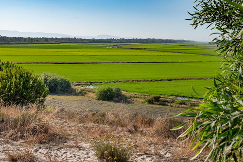 Urban Land located in Lagoa Formosa, with Rice Field view 4210801927