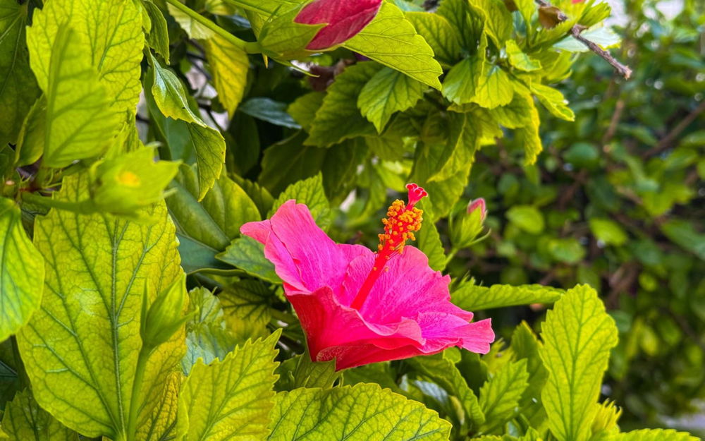 Torrevieja · Alicante REF #CSPX-57325 · Apartment 2735403164