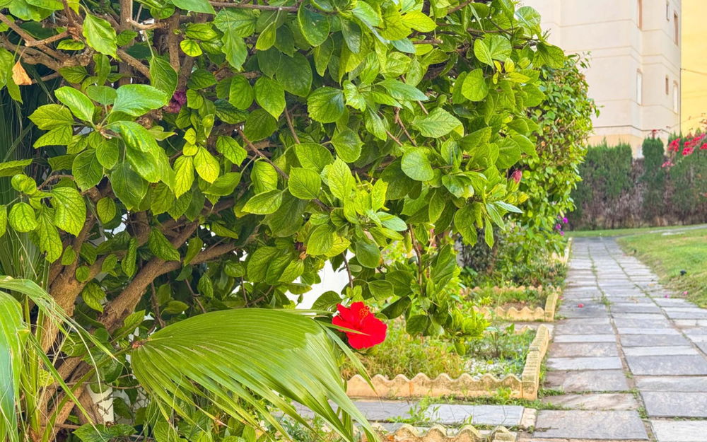 Torrevieja · Alicante REF #CSPX-57325 · Apartment 2735403164