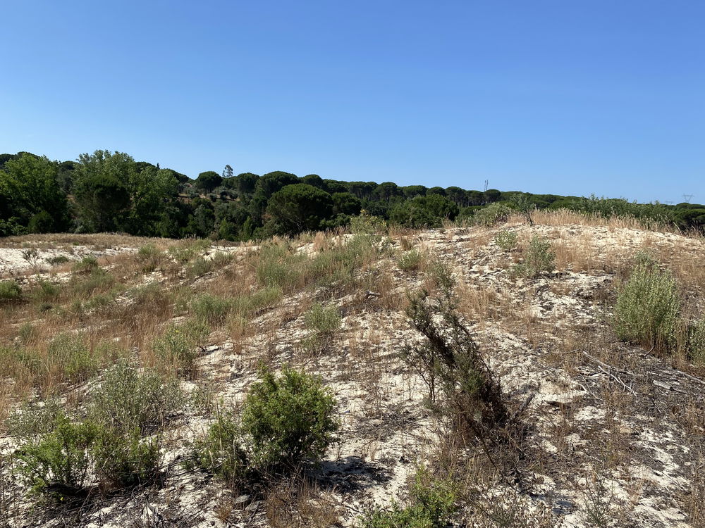 Great, Country Estate, Grândola, Alentejo 1154440867