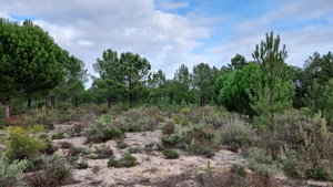 Exclusive Estate – Muda Reserve 871789087