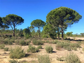 Exceptional land plot with approved project, Muda, Comporta 347483954