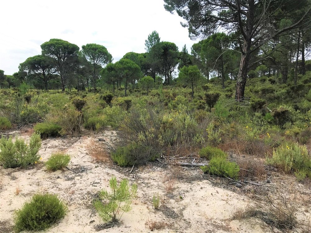 Exceptional land plot with approved project, Muda, Comporta 347483954