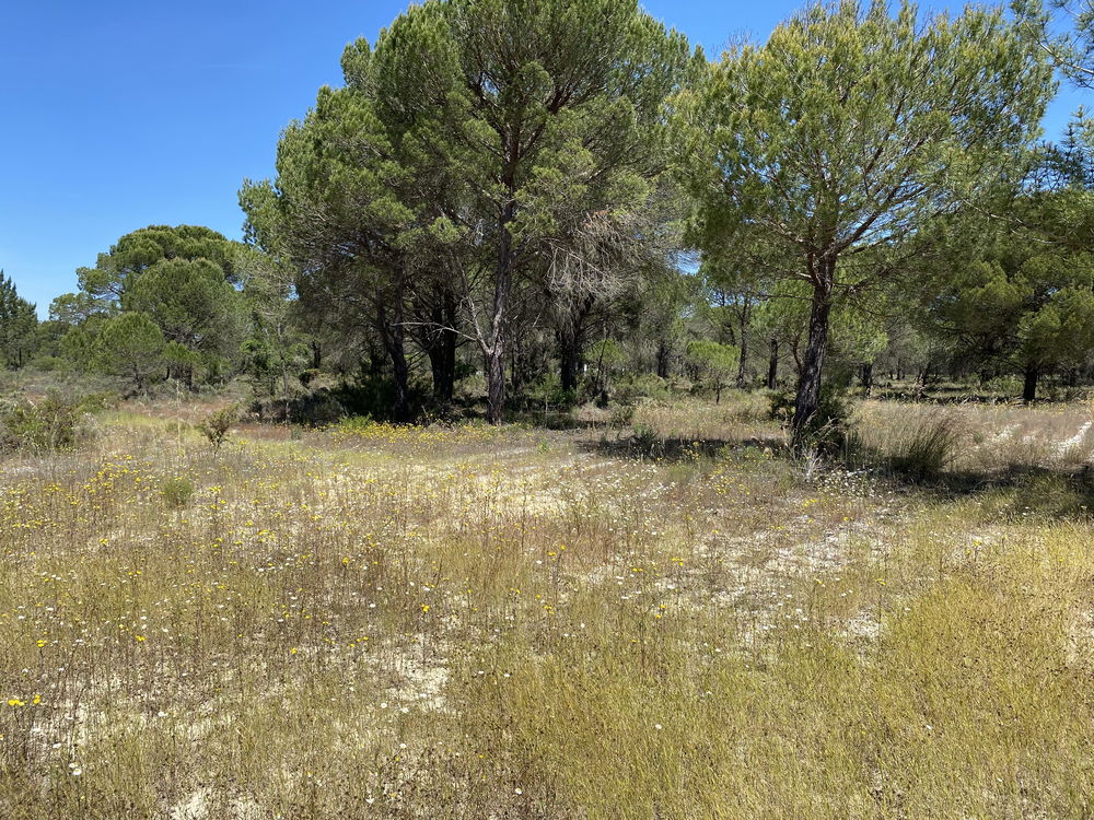 Fantastic, Land Plot for Villa Construction, Muda, Comporta 2618713763