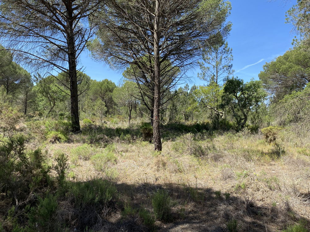 Fantastic, Land Plot for Villa Construction, Muda, Comporta 2618713763