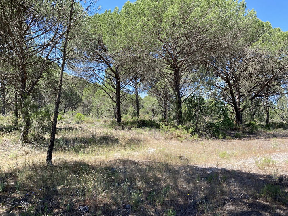 Fantastic, Land Plot for Villa Construction, Muda, Comporta 2618713763