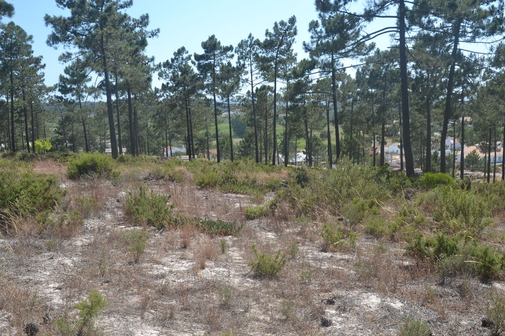 Fantastic, Land Plot, Pego, Comporta 2183499586