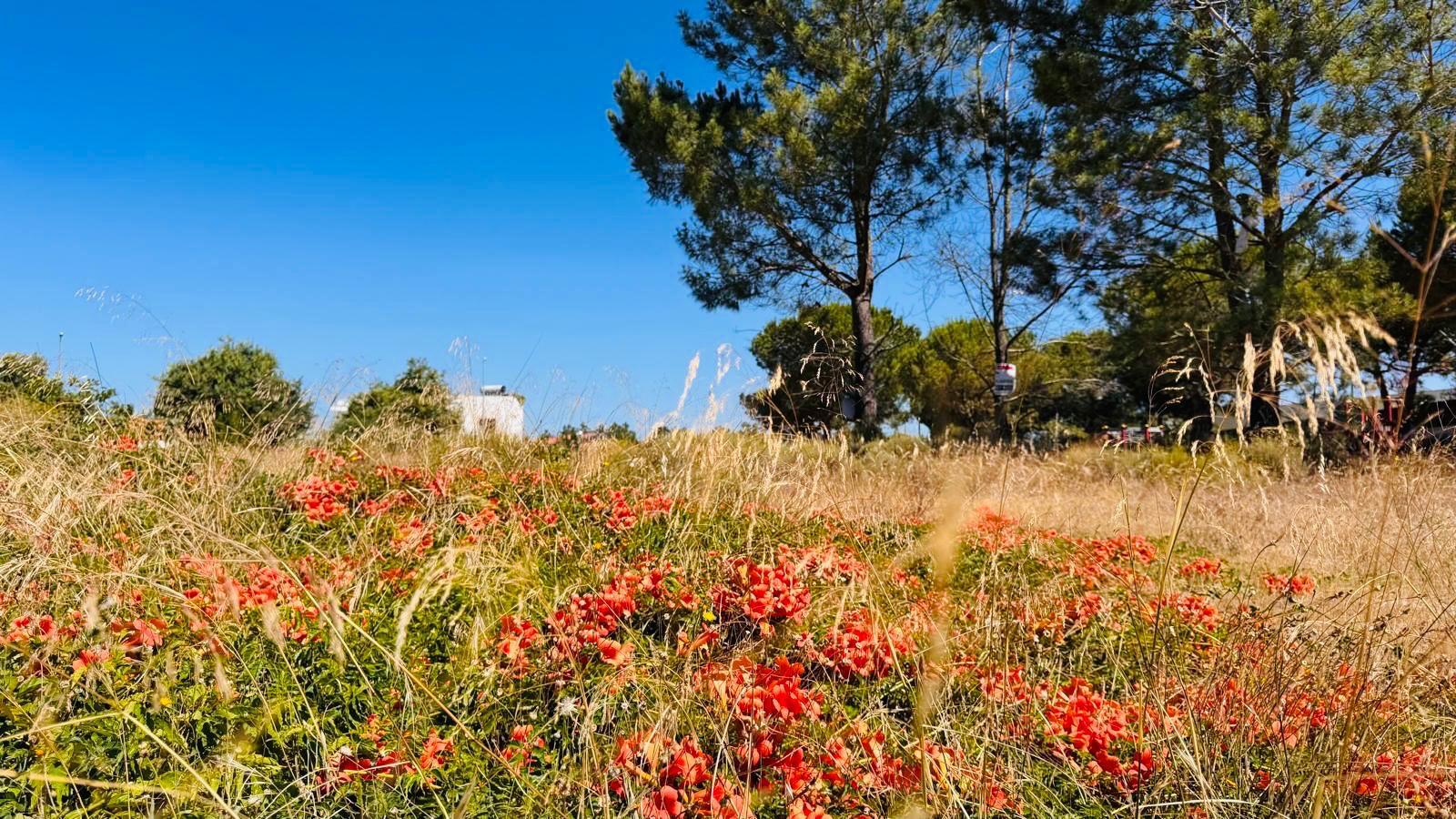 Project Approved Land Plot Brejos de Cima Comporta