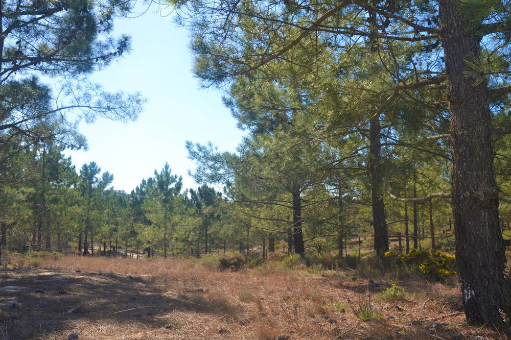 Fantastic Plot of Land, Carvalhal, Comporta 2615150400