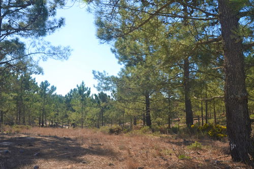 Fantastic Plot of Land, Carvalhal, Comporta 2304092334