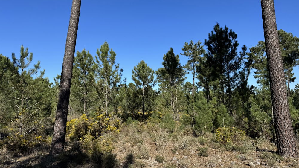 Magnificent 4.5ha, Country Estate, Muda Reserve, Comporta 2618296169
