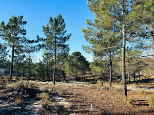 Wonderful, Land Plot for Villa Construction, Carvalhal, Comporta 968044160