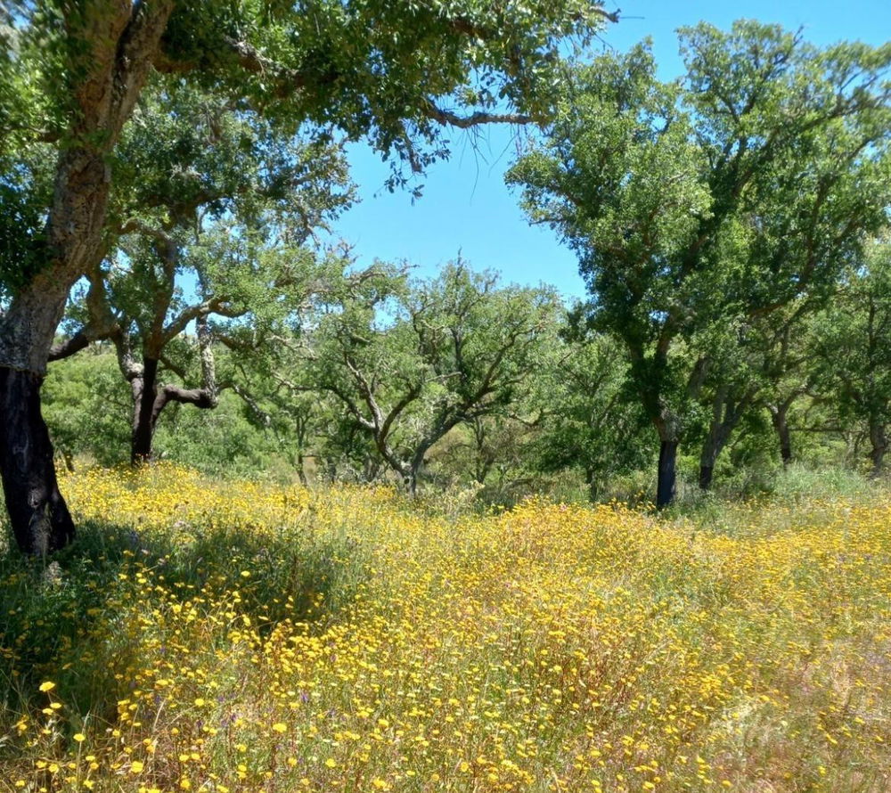 Fantastic, Plot of land between Grândola and Melides, Comporta 2030593164