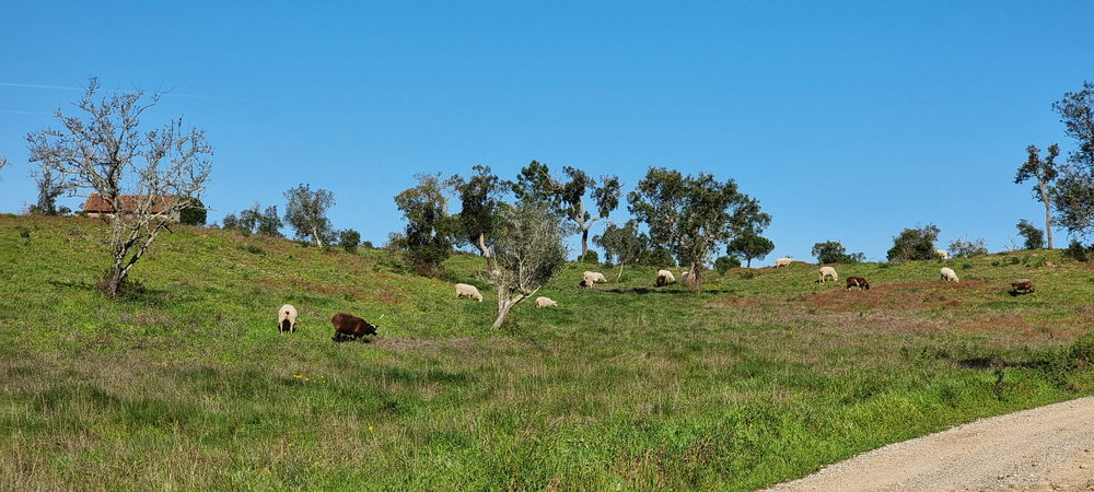 Property of 47.9 Hectares with Approved Agrotourism Project 1675074003