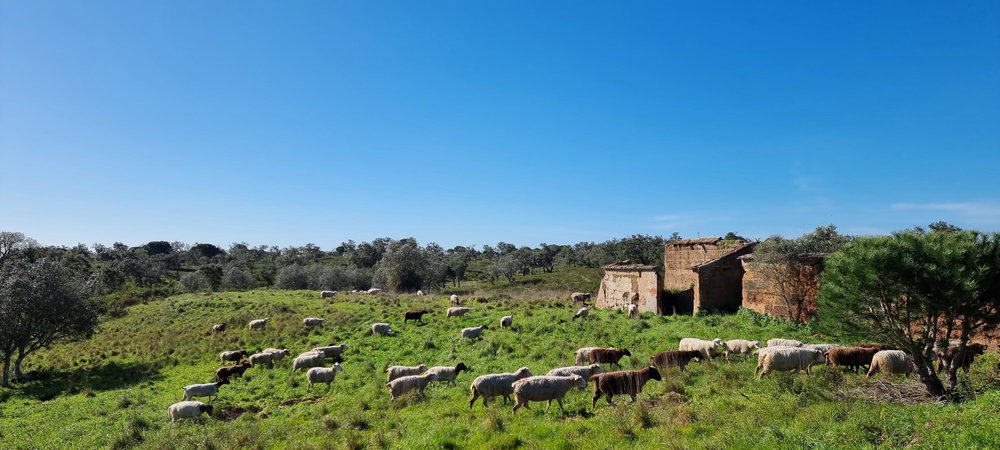 Property of 47.9 Hectares with Approved Agrotourism Project 1675074003