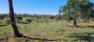 Property of 47.9 Hectares with Approved Agrotourism Project 1675074003