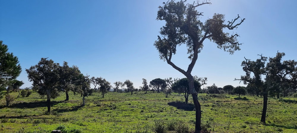 Property of 47.9 Hectares with Approved Agrotourism Project 1675074003