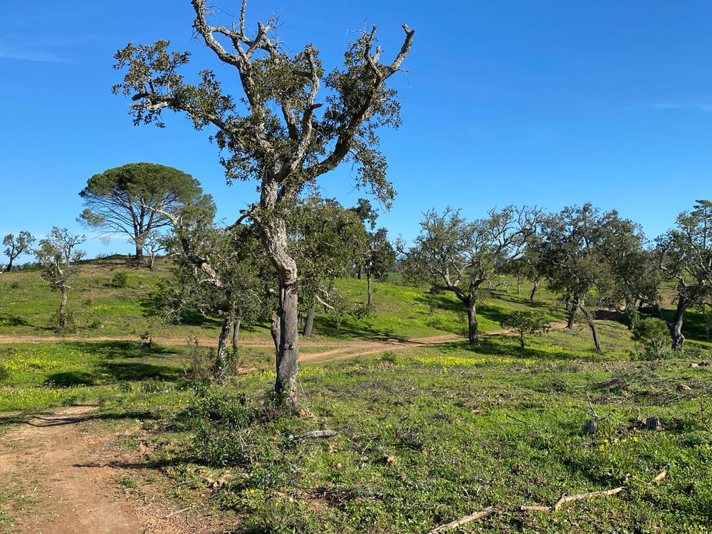 Plot of land overlooking the lagoon in Santiago do Cacém 1050805159