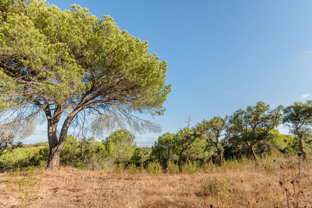 Land with ruin on Estrada da Boavista, in Melides 237094446