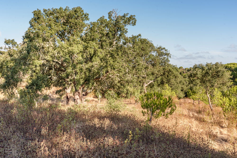 Land with ruin on Estrada da Boavista, in Melides 237094446