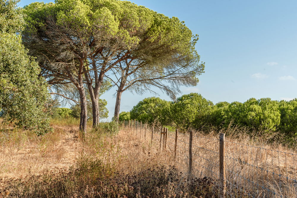 Land with ruin on Estrada da Boavista, in Melides 237094446