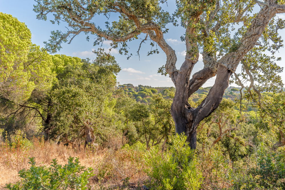 Land with ruin on Estrada da Boavista, in Melides 237094446