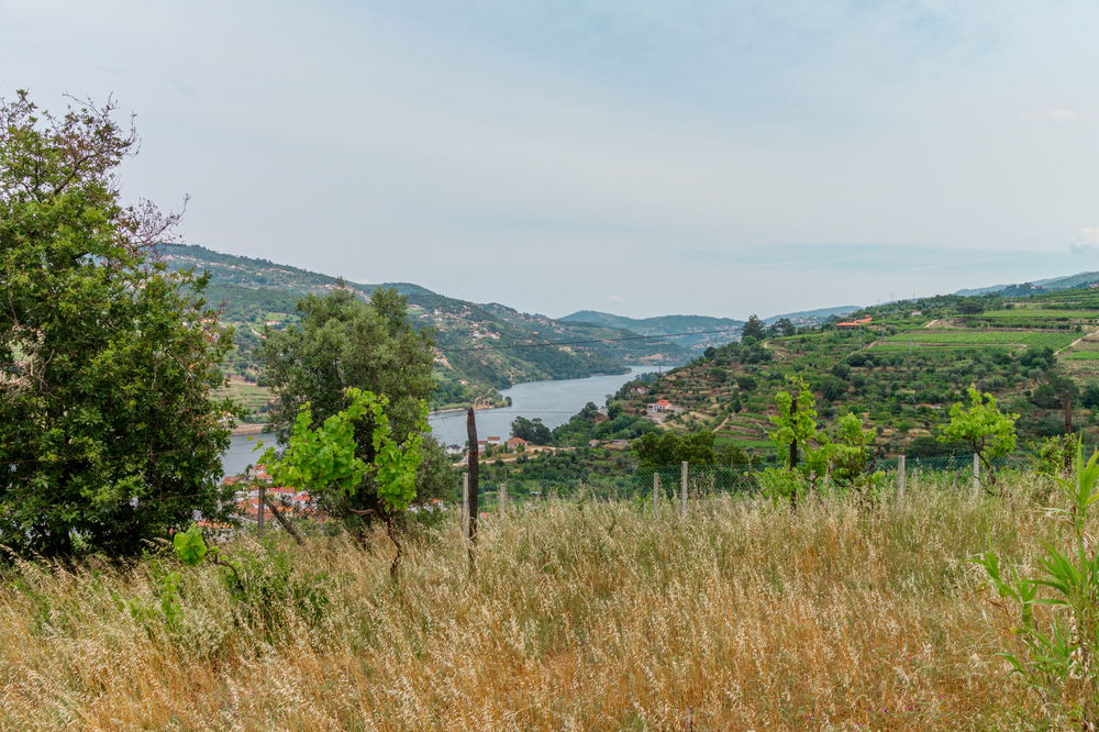 Land overlooking the Douro River, Caldas Aregos, Viseu 890985975