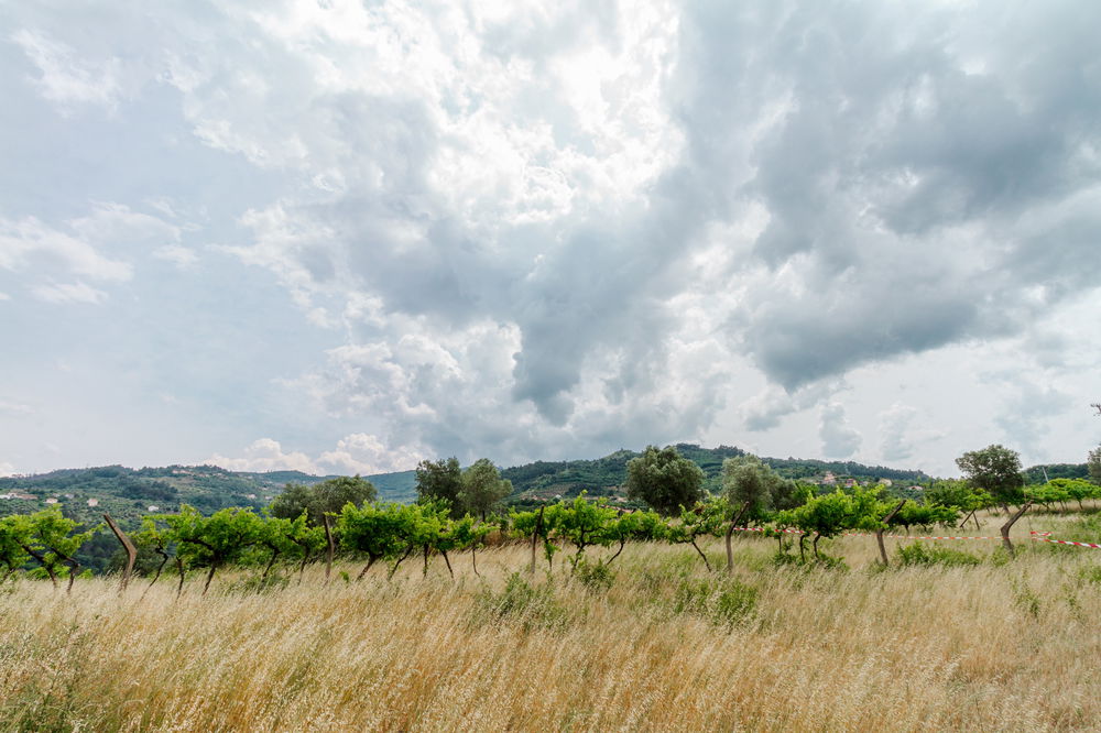 Land overlooking the Douro River, Caldas Aregos, Viseu 890985975