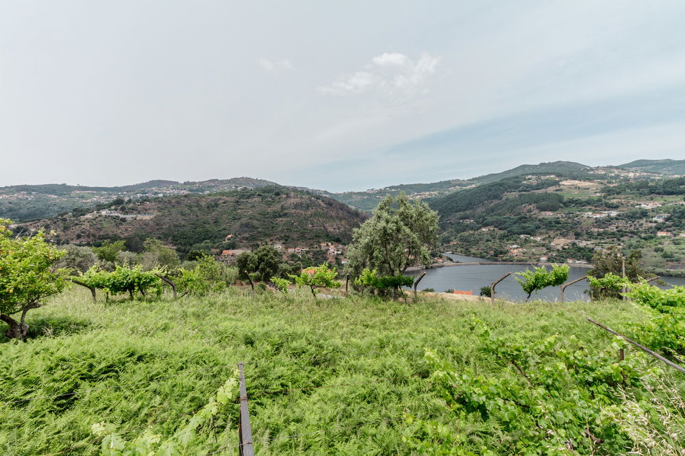 Land overlooking the Douro River, Caldas Aregos, Viseu 890985975