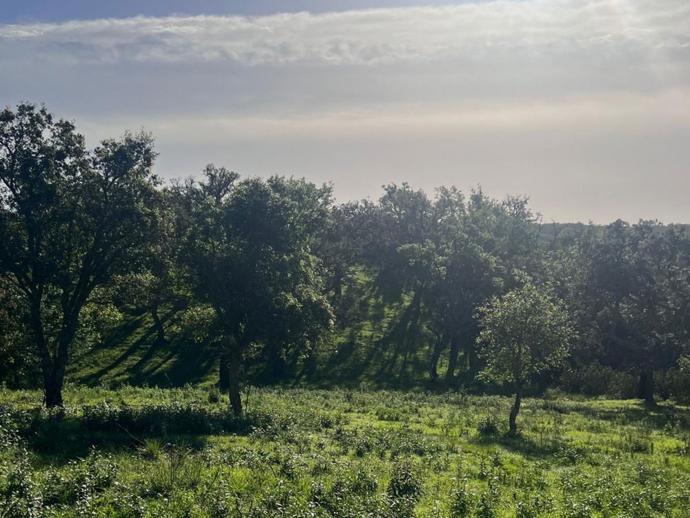 Land Used Santiago do Cacém 1892315955