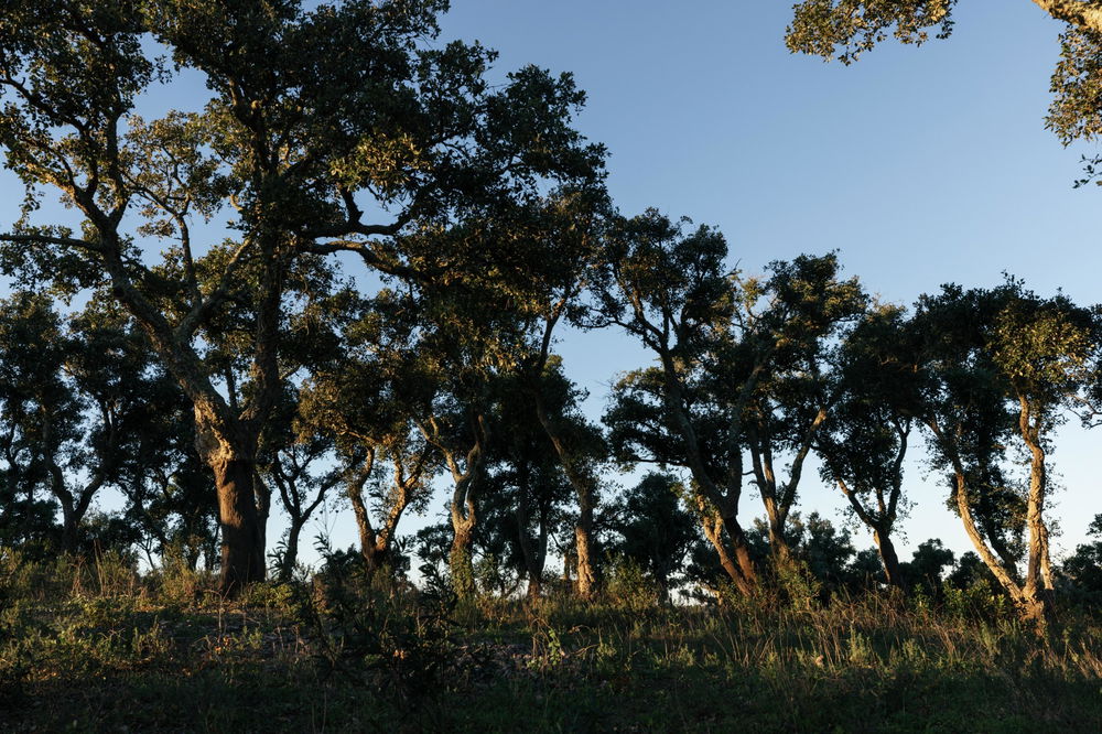 Land with sea and mountain views in Santiago do Cacém 1189778658