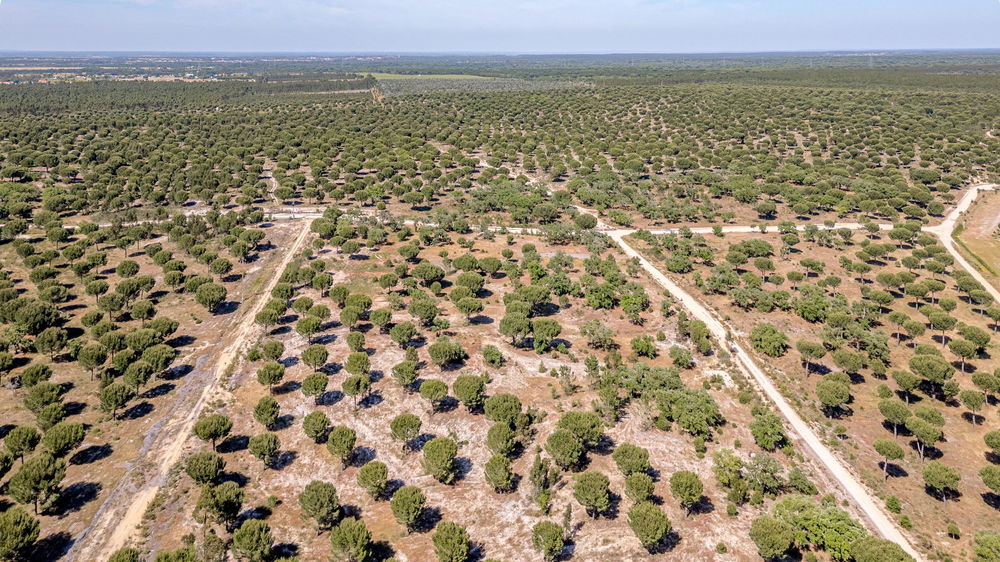 Land with approved PIP in Benavente, Santarém 3998186460