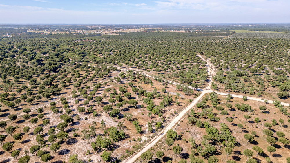 Land with approved PIP in Benavente, Santarém 3998186460