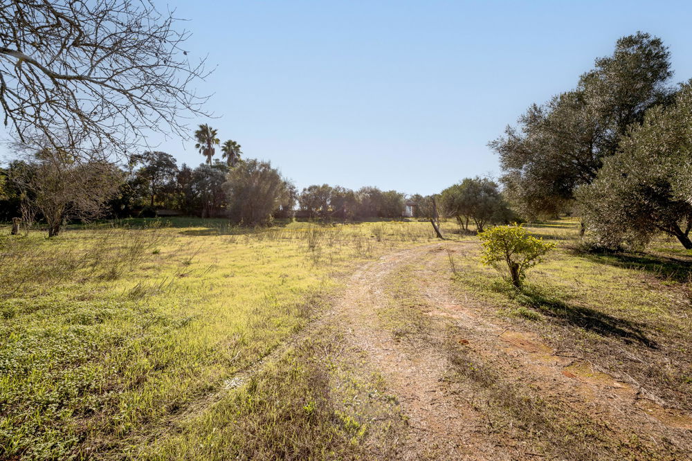 Land with ruin, in Alcantarilha, Pêra, Silves, Algarve. 803318380
