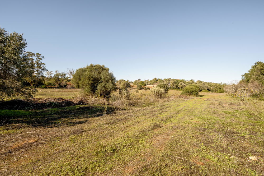 Land with ruin, in Alcantarilha, Pêra, Silves, Algarve. 803318380