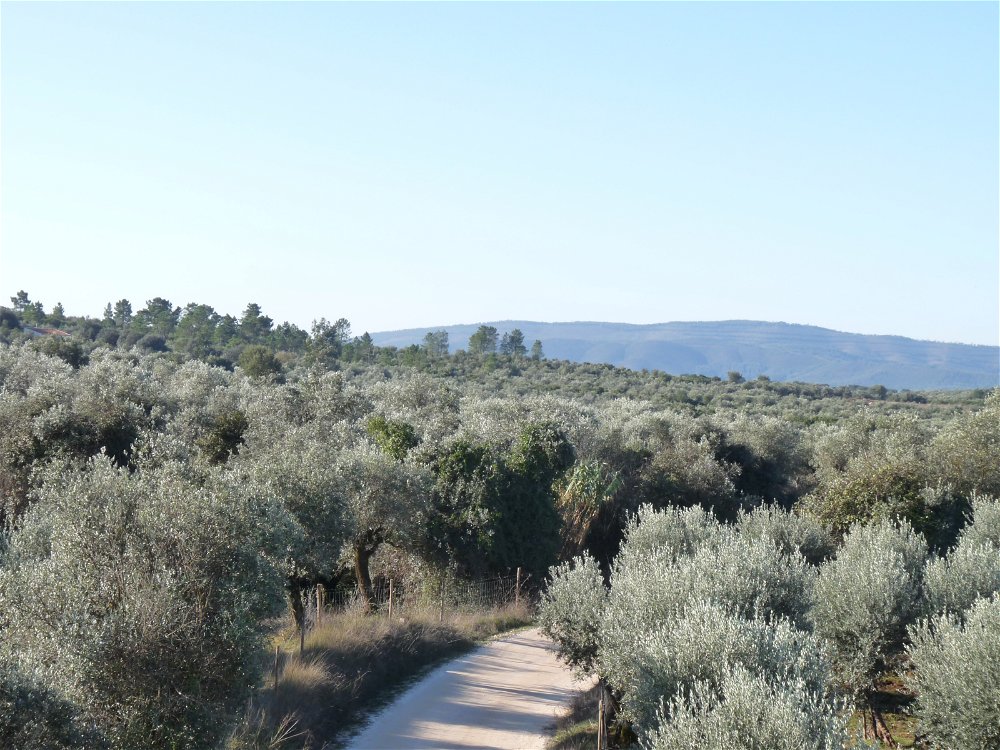 Property, with 5.5 ha in the Borba region, for sale, in a state of pure nature 436222460