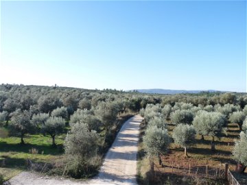 Property with 4 ha in borba region for sale. Nature in a pure state. 1829177706