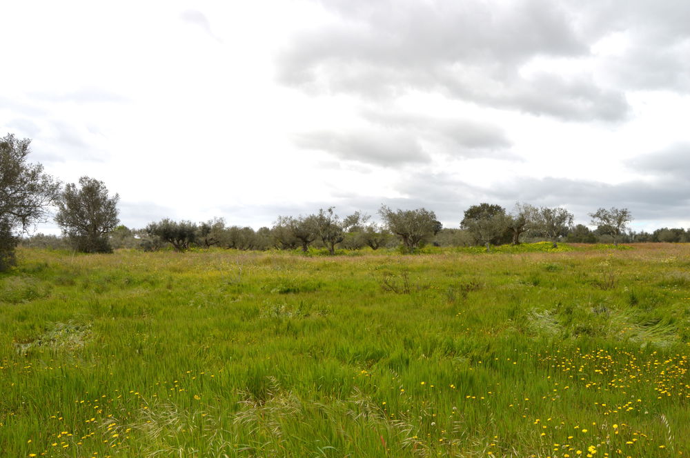 Rustic plot of land in Vila de Frades 273232052