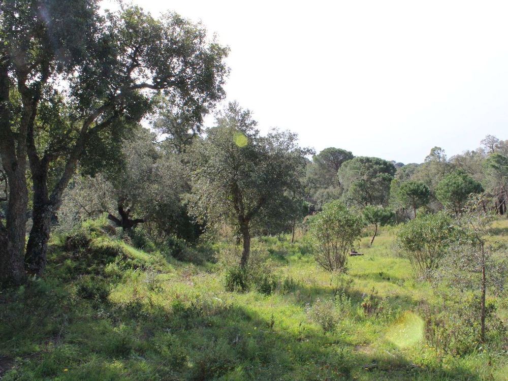 3.9-hectare plot of land with planning permission in Melides 2430491359