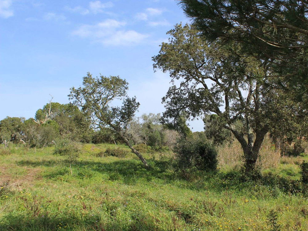 3.9-hectare plot of land with planning permission in Melides 2430491359